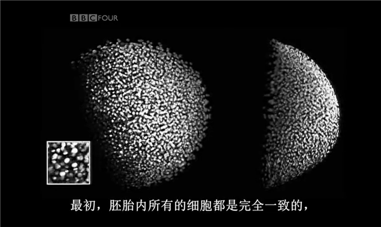 胚胎细胞