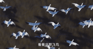 飞翔的鸟群